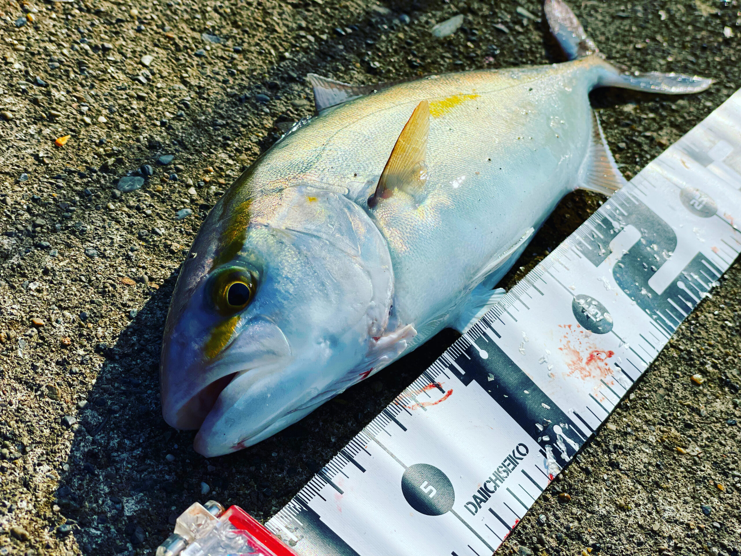 新潟】８月に狙いたい魚！厳しい暑さが続く時は狙いを絞って釣りをしよう！ FishBull