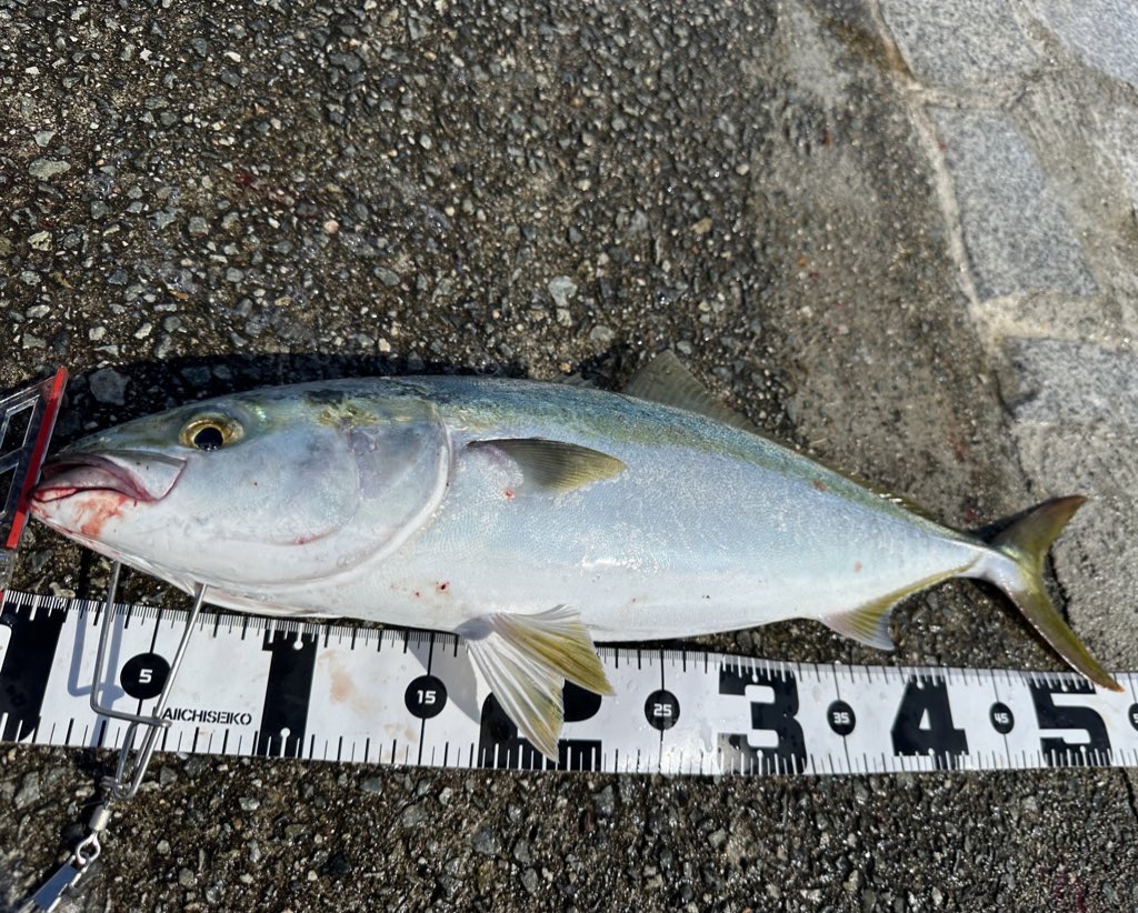 釣行記】灼熱地獄の翼港でショアジギング！諦めなければ青物は釣れる